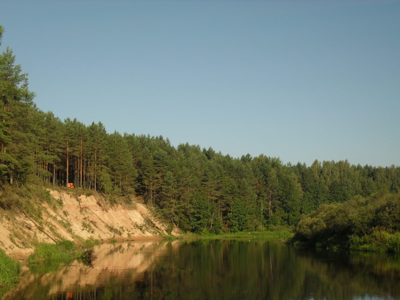 Лес на берегу реки Березины